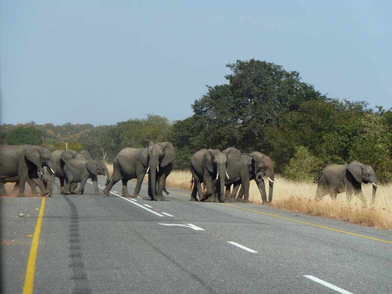 elephants route Chobe FP.jpg - Eléphants près de Chobe